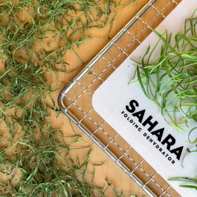 Fresh and dehydrated fennel microgreens on a dehydrator rack