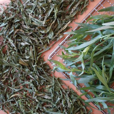 Fresh and dehydrated tarragon on a dehydrator rack