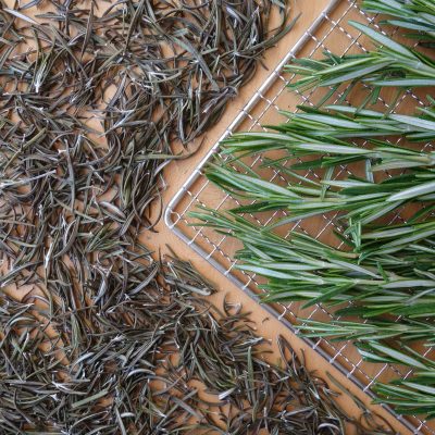 Fresh and dehydrated rosemary on a dehydrator rack