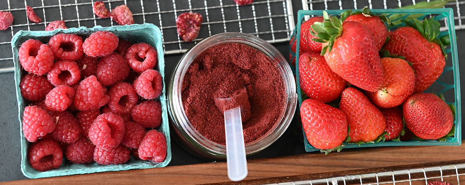 Berry Powder & Chips Using Fresh Berries