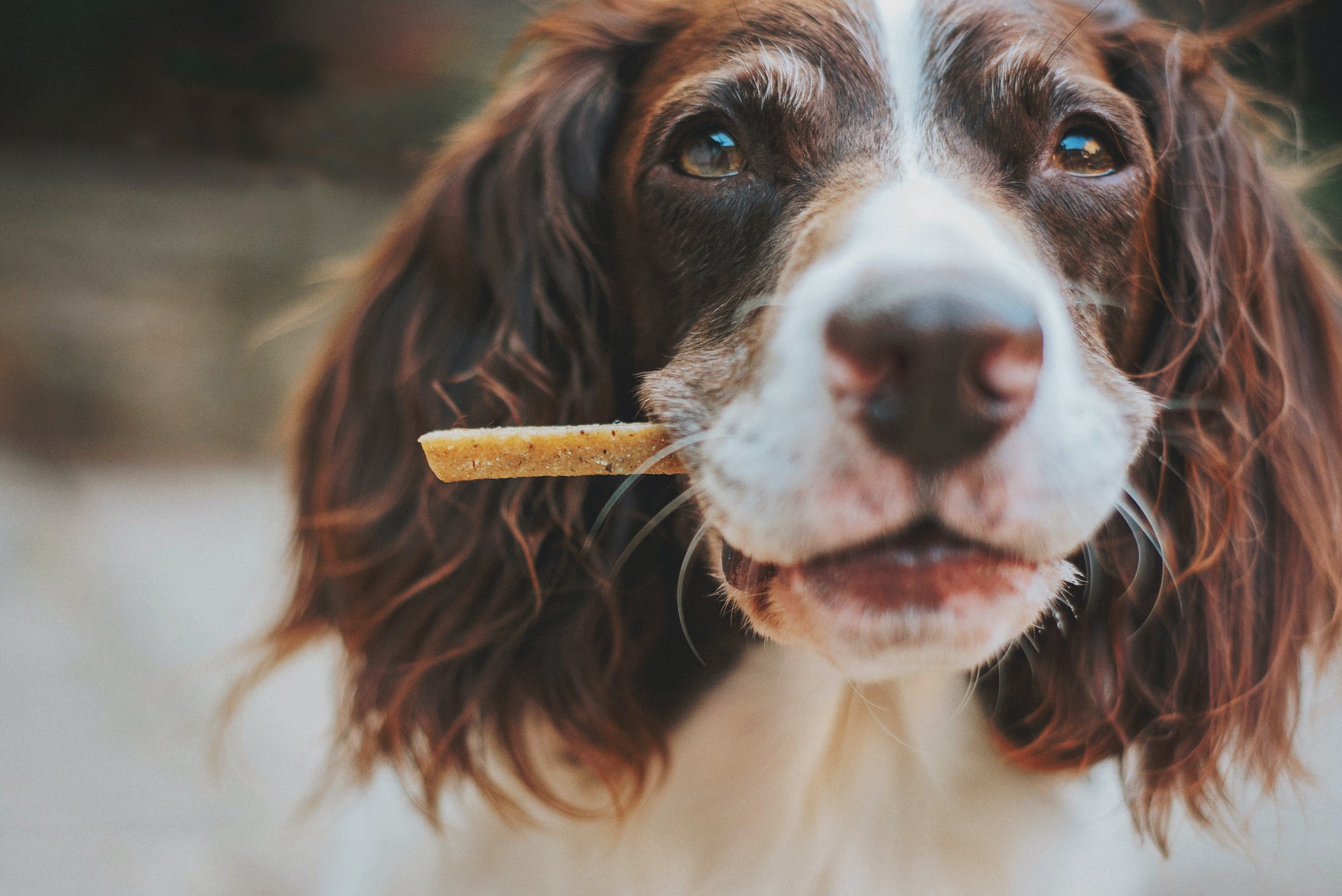 Cute dog looking at camera with dried food in its mouth