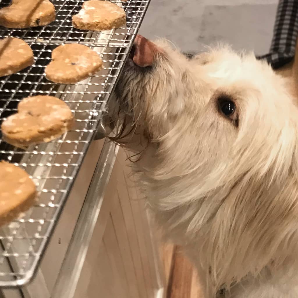 Homemade dog treats with a dog checking them out