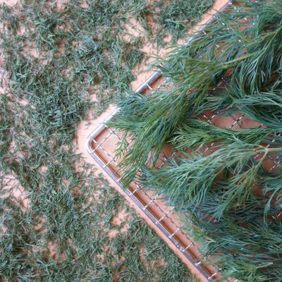 Fresh and dehydrated dill on a dehydrator rack