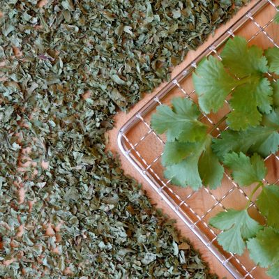 Fresh and dehydrated cilantro on a dehydrator rack