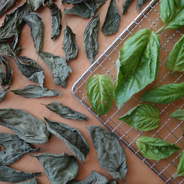 Fresh and dehydrated basil on a dehydrator rack