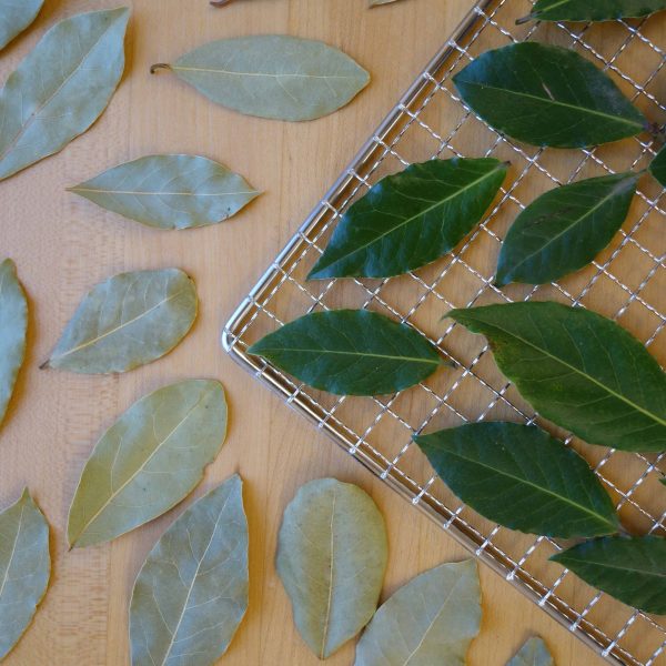 Fresh and dehydrated bay leaves on a dehydrator rack