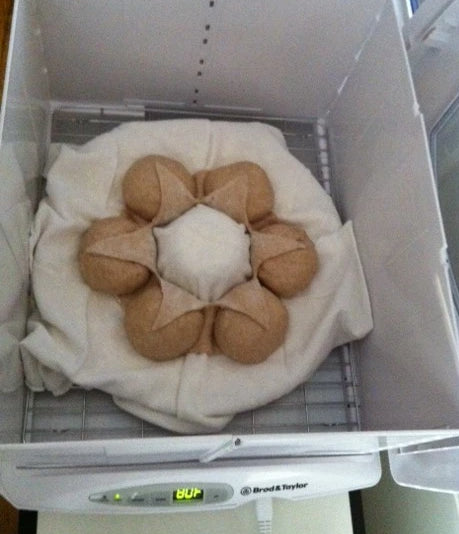 Walnut Wheat Couronne Bordelaise dough in the Proofer