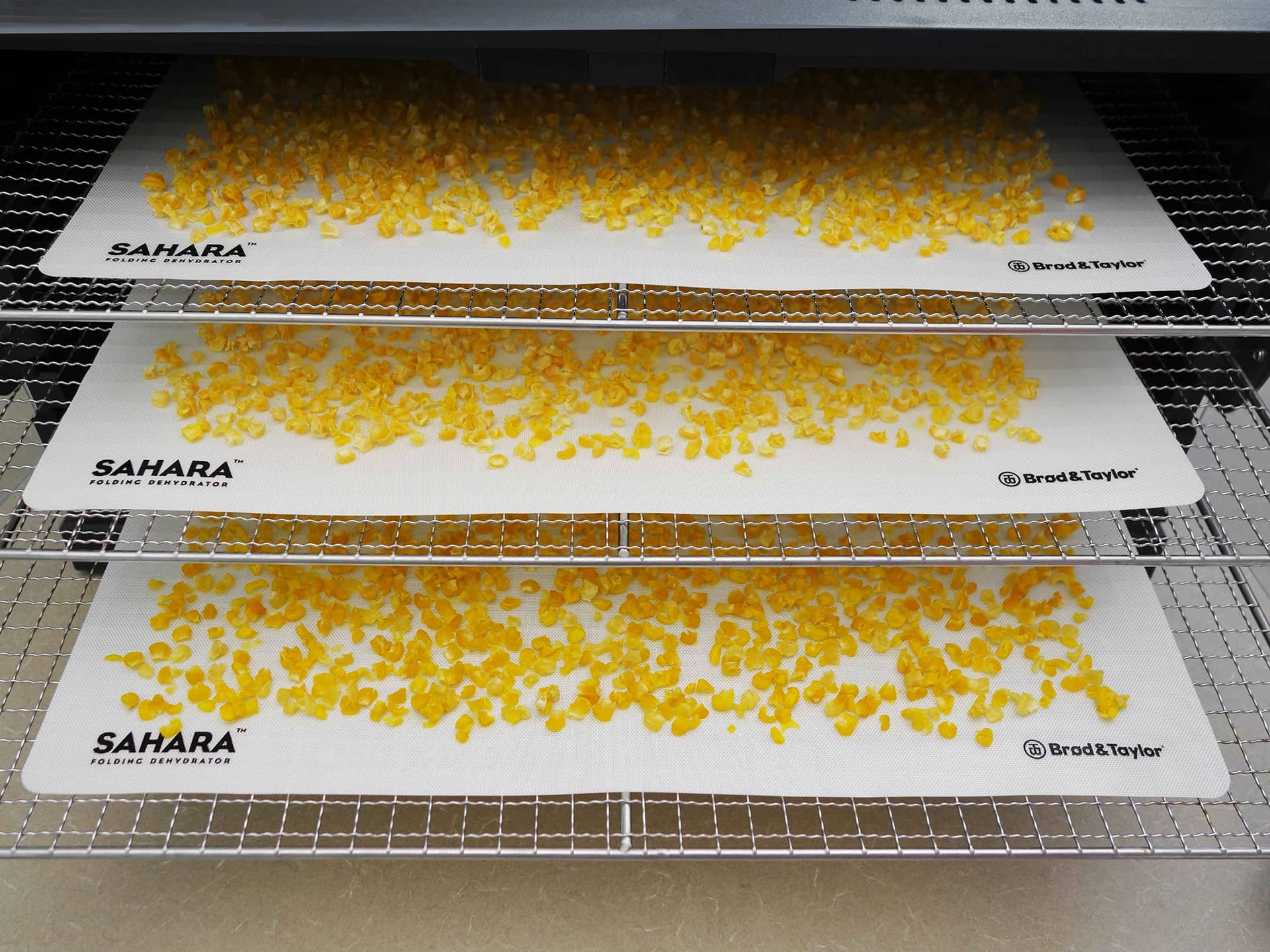 Corn on Sahara drying mats