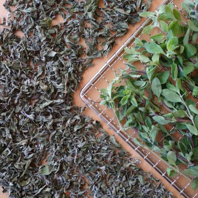 Fresh and dehydrated marjoram on a dehydrator rack