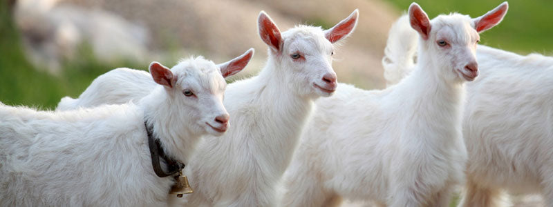White goats