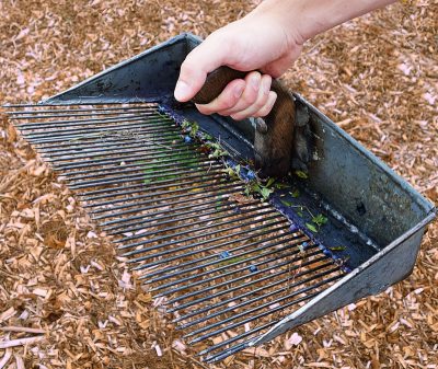 Wild blues are picked with a blueberry comb