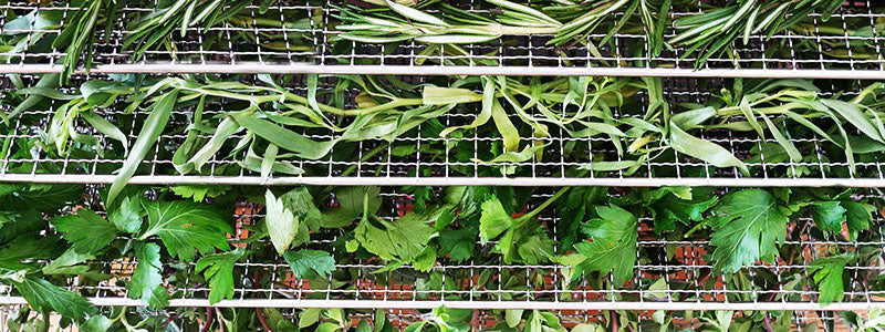 A variety of fresh herbs on dehydrator trays