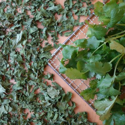 Fresh and dehydrated parsley on a dehydrator rack