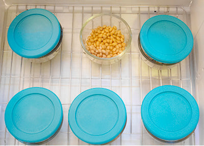 Cultured soybeans in glass containers placed in the proofer