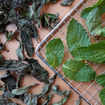 Fresh and dehydrated mint on a dehydrator rack