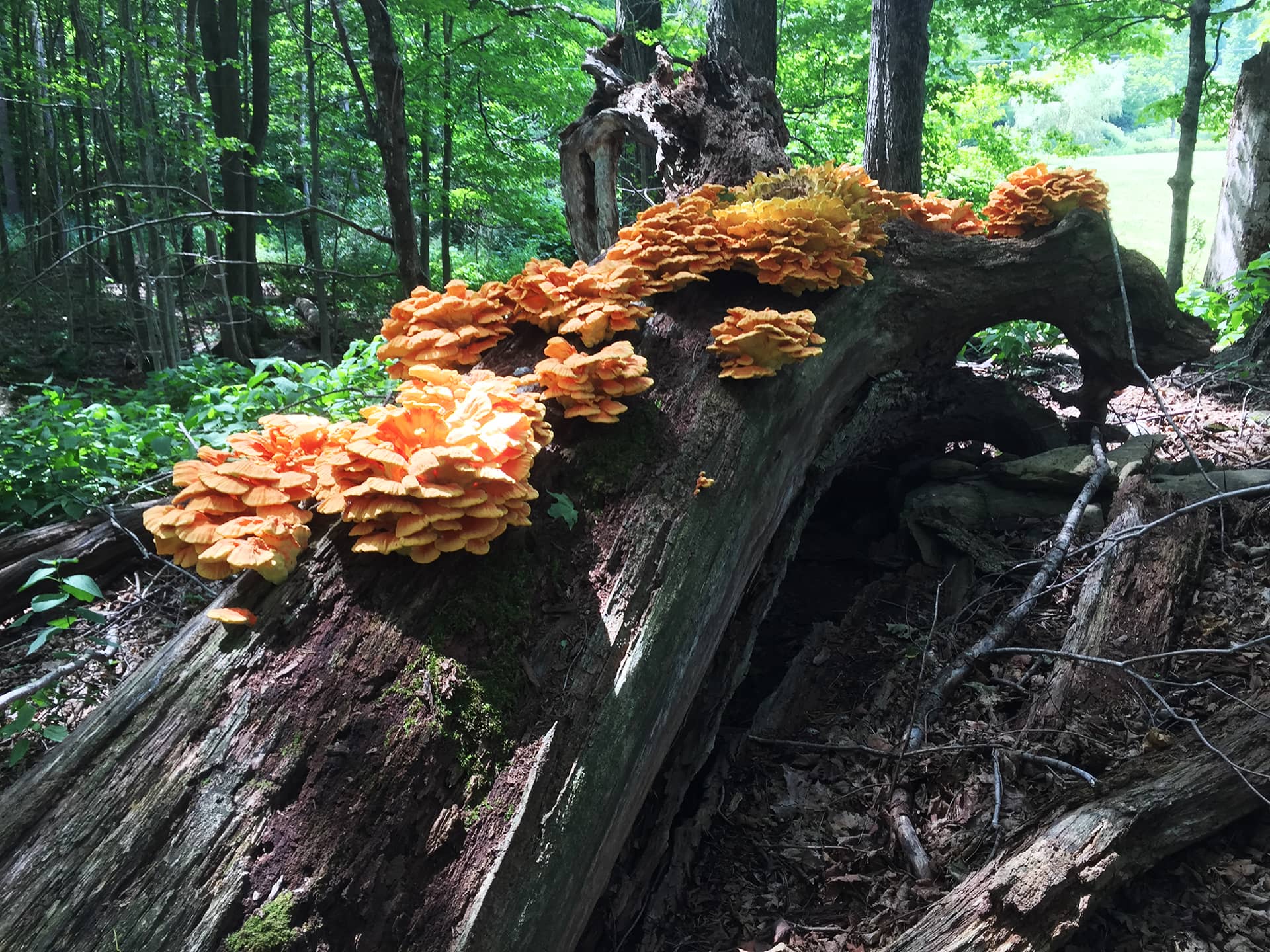 Chicken of the woods mushrooms on a fallen log