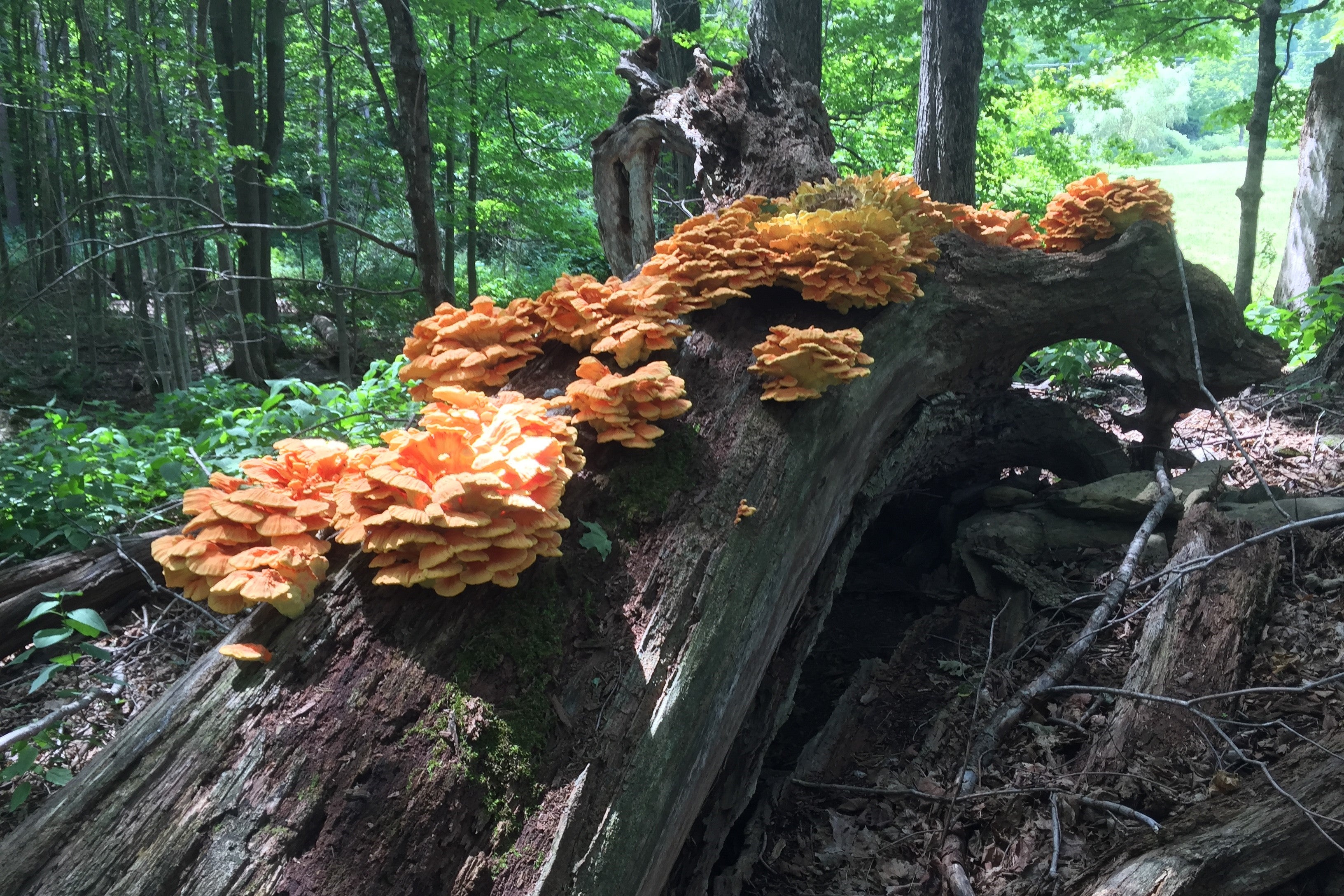 Chicken of the woods mushrooms on a log