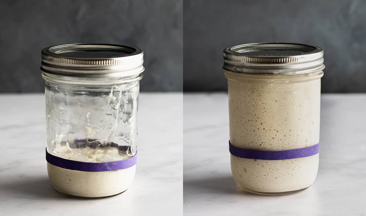 starter in mason jars with rubber band marking ripeness level