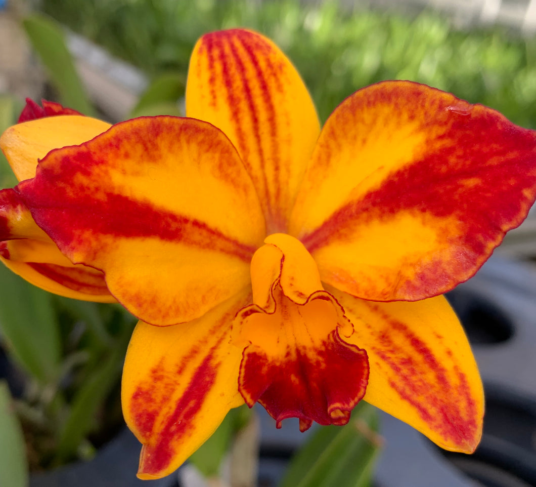 Cattlianthe Barefoot Mailman C Briegeri X Ctt Madge Fordyce Exotic Exotic Plant Company