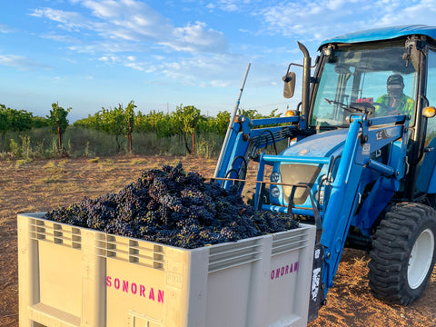tractor carrying bin of harvested grapes