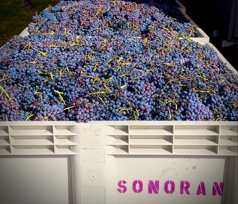 grenache grapes in sonoran harvest bins