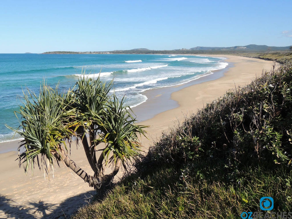A palm tree at Corindi Beach typical to the north coast of NSW