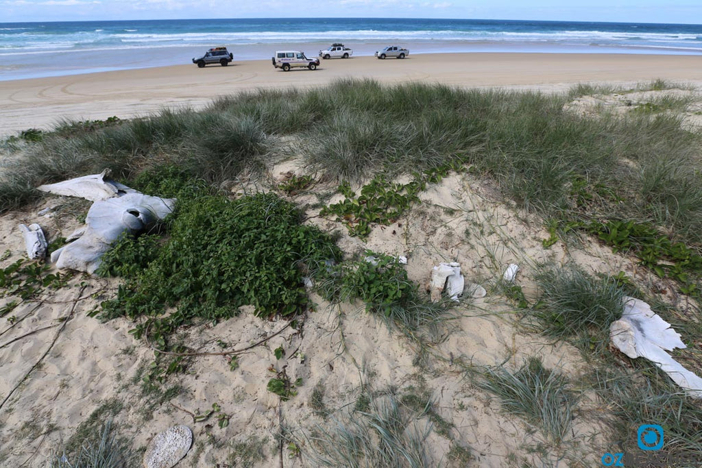 Partial skeletal remains of a whale near Eli Creek on Fraser Island QLD