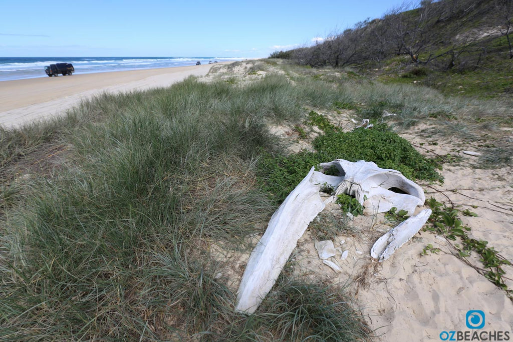 A partial skull of a whale about a 5min walk south from Eli Creek