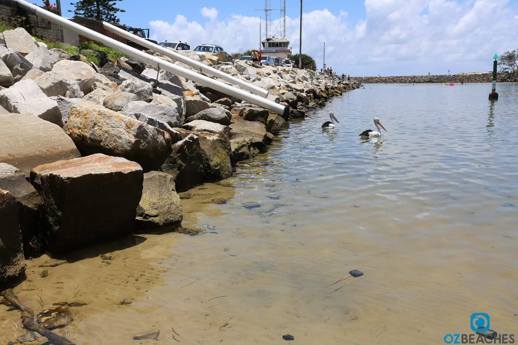 Pelicans waiting to be fed at Kingscliff rivermouth