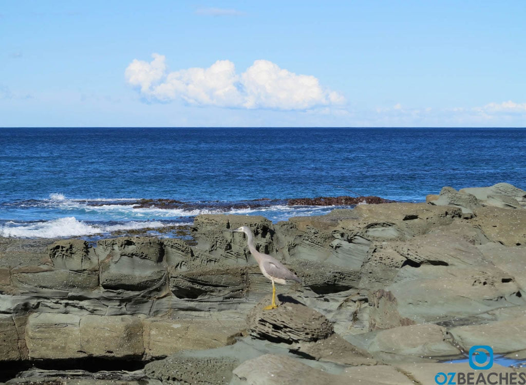 White-Faced Heron, Royal National Park