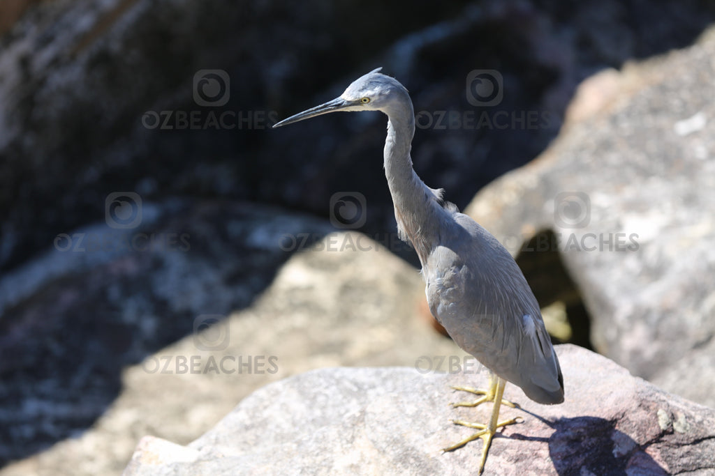 Close up of a Cormorant deep in thought