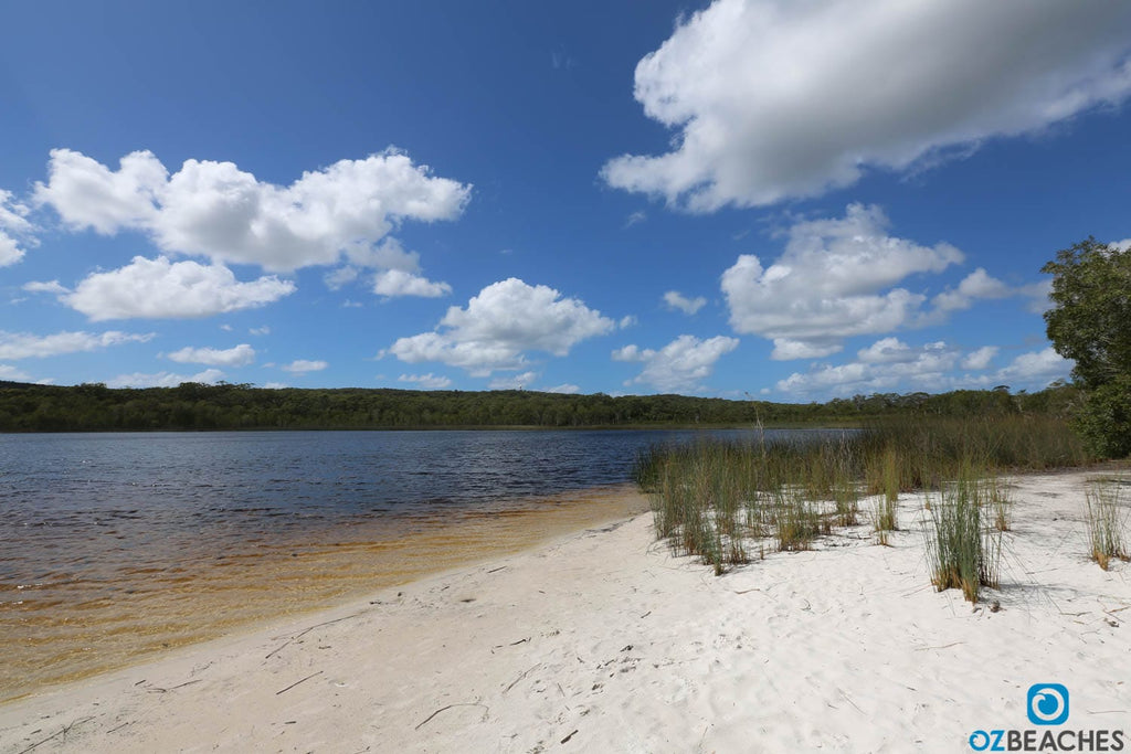 You can tell where Brown Lake gets its name from