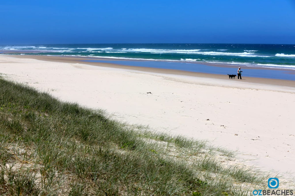 Salt Beach NSW is an off leash approved and popular for dog walking