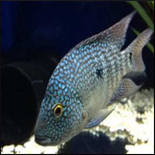 Texas Cichlid Fish Tank Limited