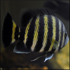 Butter tailapia cichlid