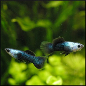 guppy panda blue