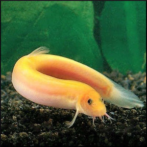 Golden Weather loach (dojo) – Fish Tank 