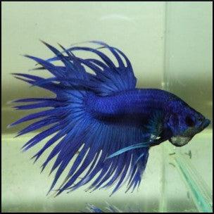 Male Betta Crowntail Blue Fish Tank Limited