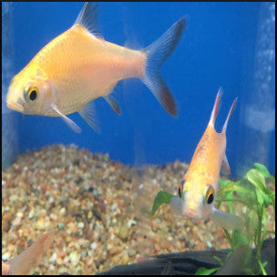 Lemon fin barb – Fish Tank Limited