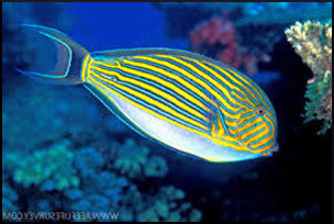 Naso / Lipstick Tang XL, Naso lituratus at Kraken Corals