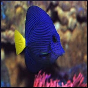 Naso / Lipstick Tang XL, Naso lituratus at Kraken Corals