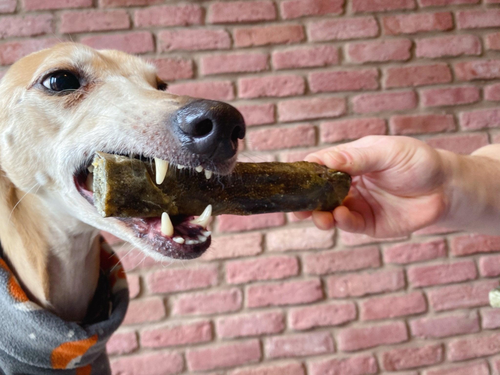 can dogs eat fish scales