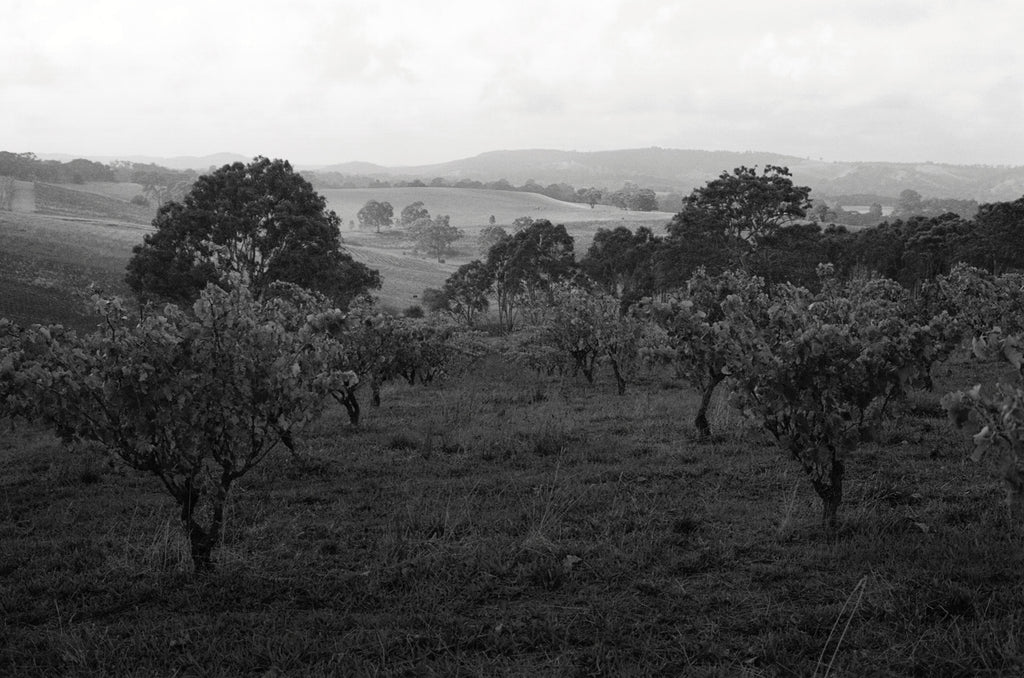 Jauma Cherry Farm