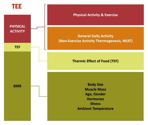 Components of Total Energy Expenditure