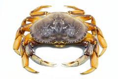 dungeness crab on white background