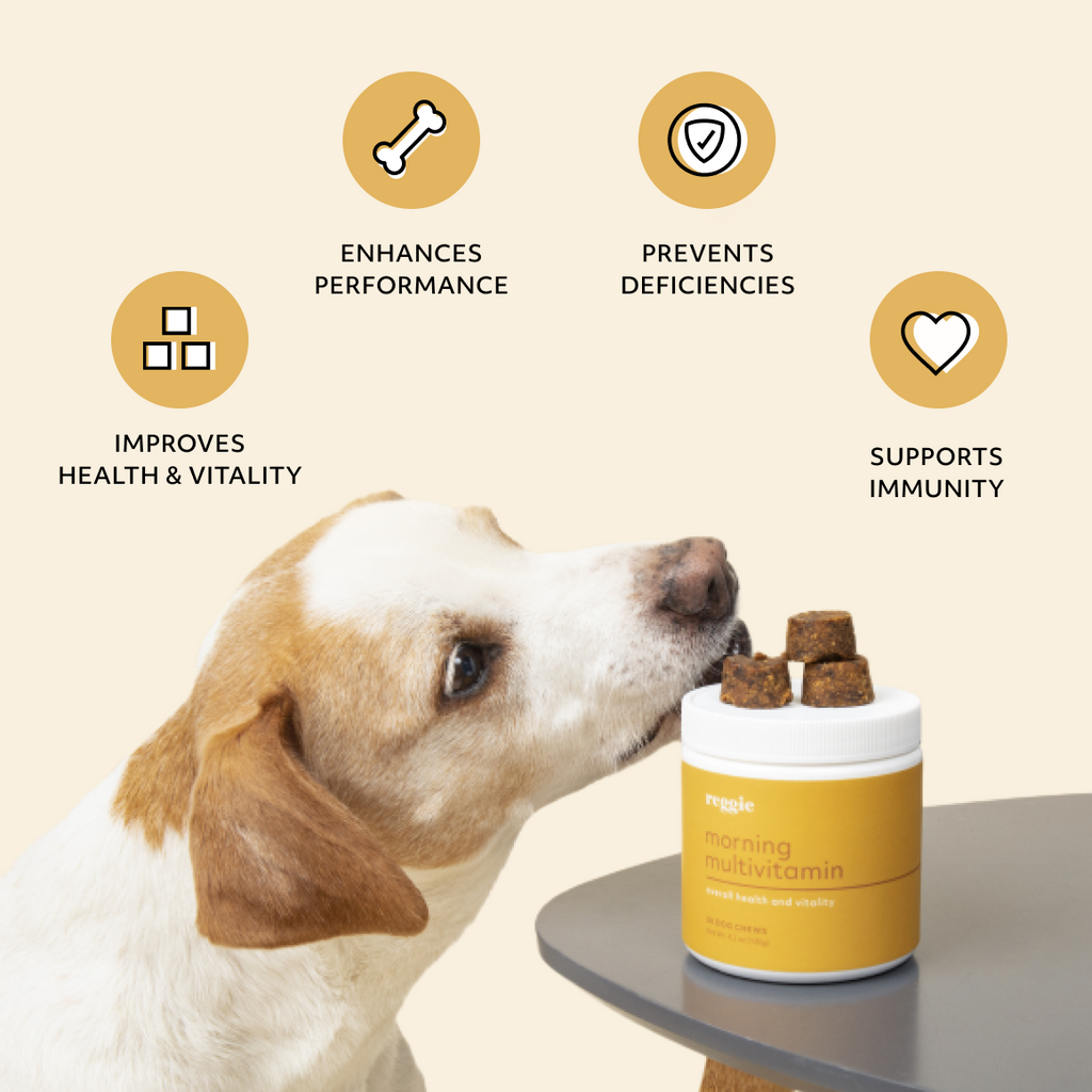 are multivitamins bad for dogs