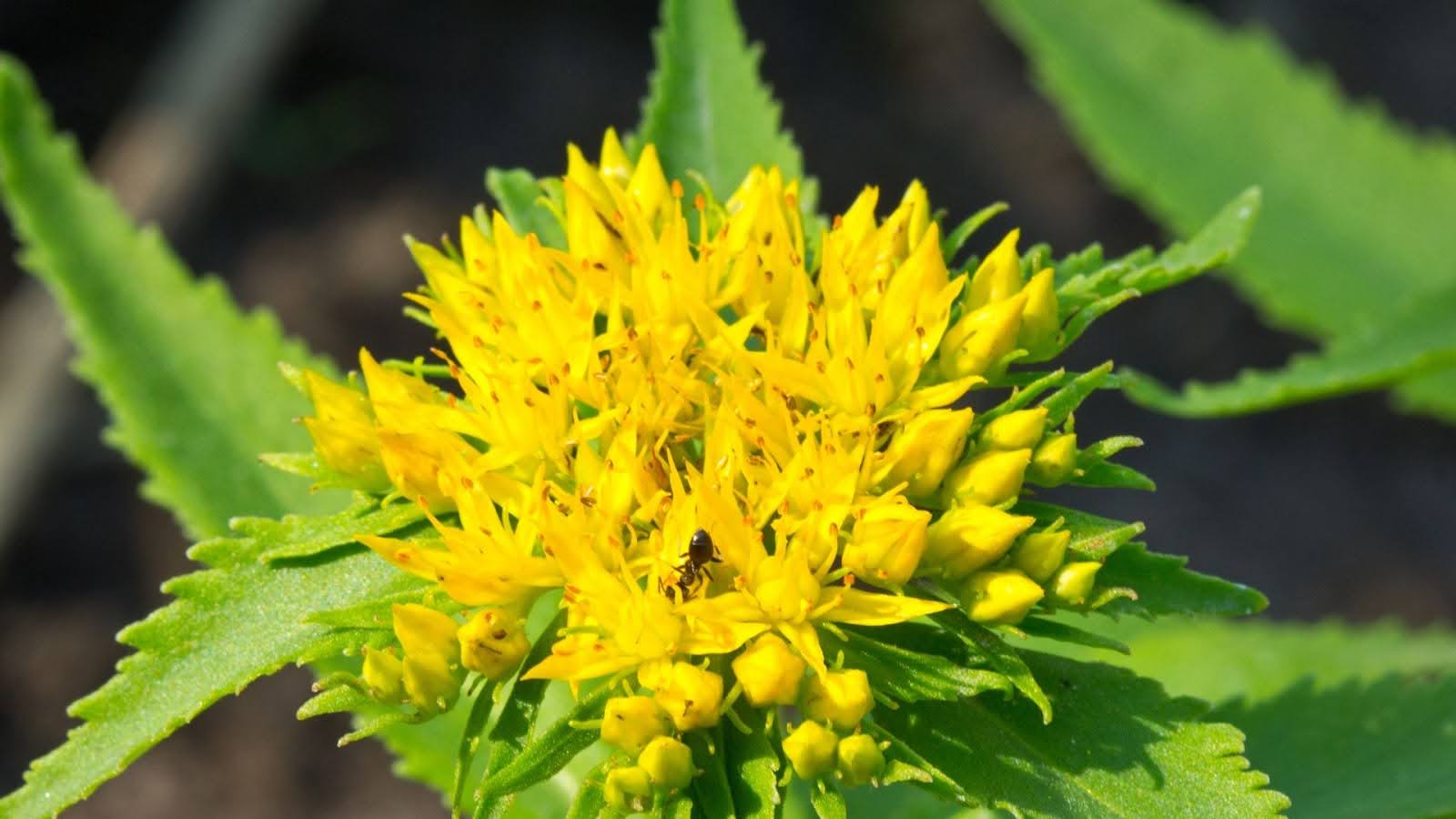 Comparing Rhodiola Extract To Other Adaptogens