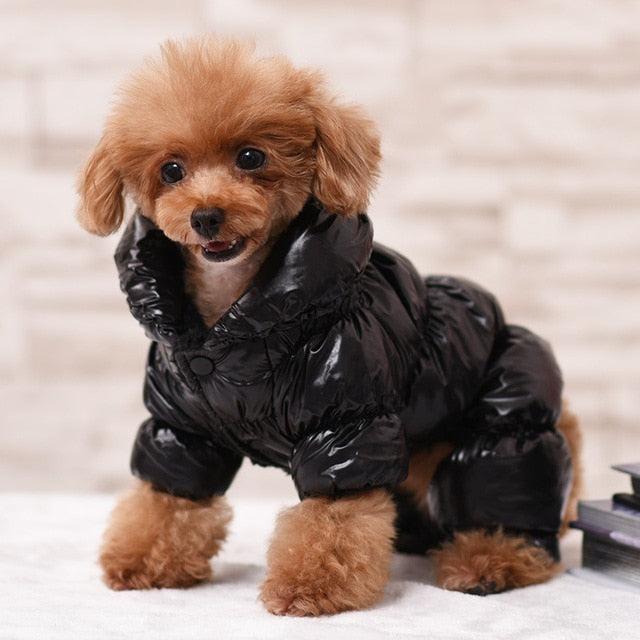 dog bubble jacket