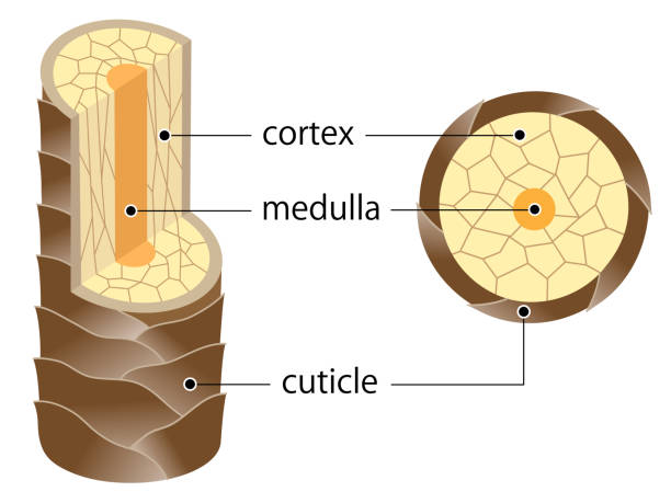 Anatomy of hair - Medulla, Inner cortex, and Cuticle