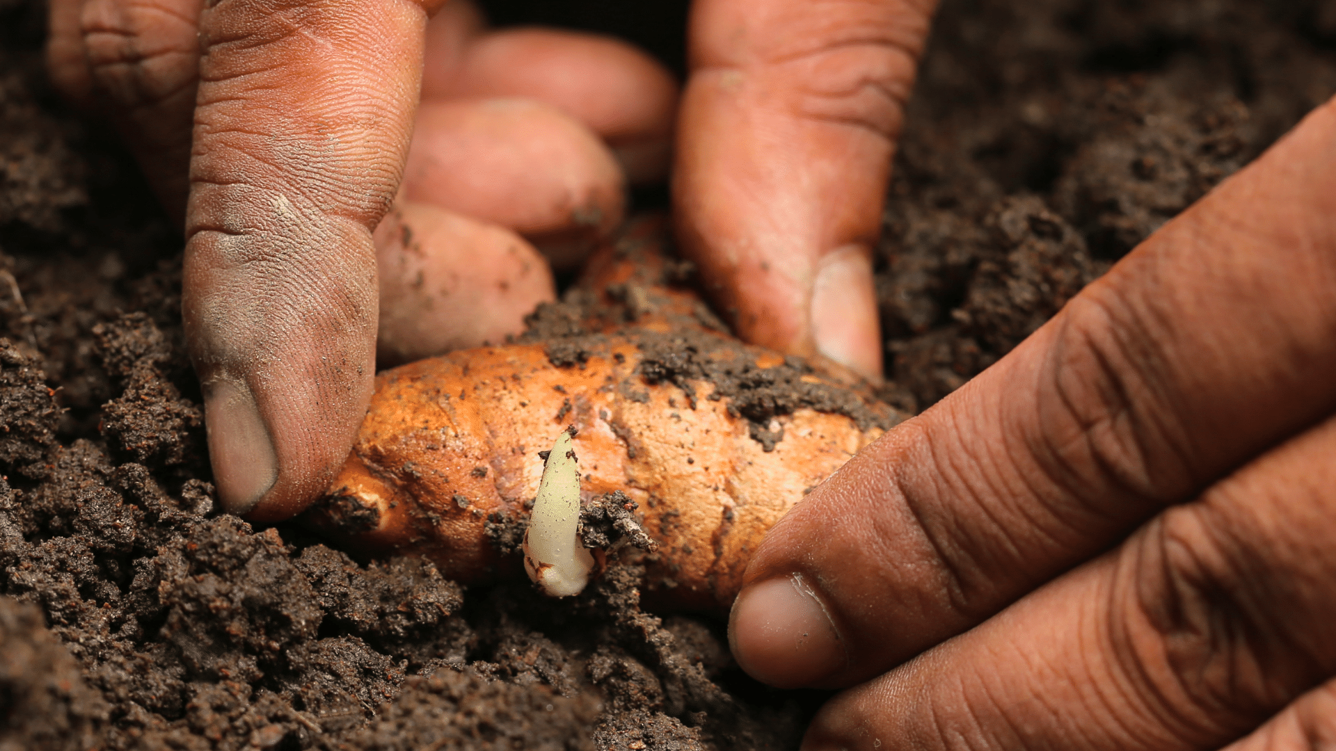 Sprouting turmeric rhizome